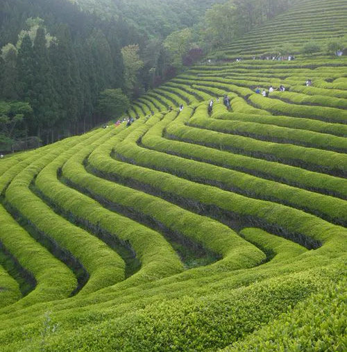 fields in china where matcha is being produced 